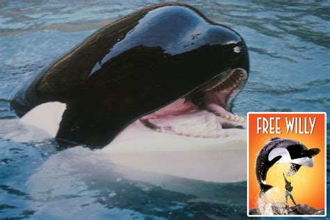 Heartbreaking story of Free Willy star Keiko the killer whale who died alone in agonising death ...