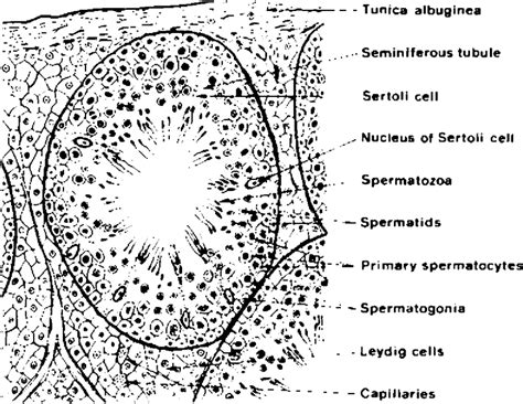 Testis Histology Diagram