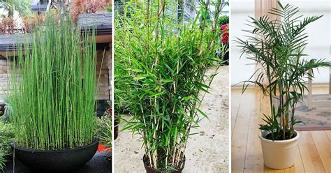 10 Plants that Look like Lucky Bamboo | Balcony Garden Web