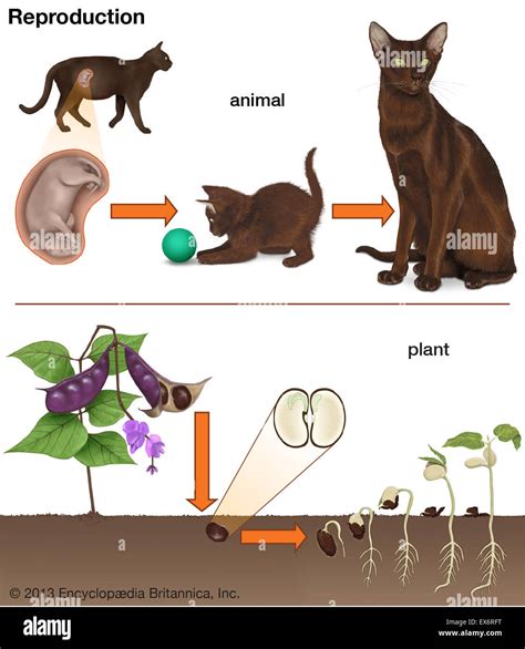 Reproduction In Plants And Animals