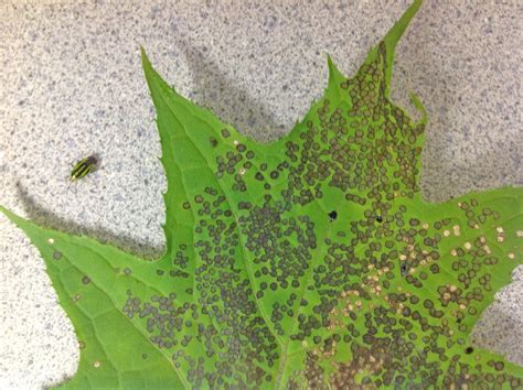 Leaf spot damage from fourlined plant bug a common sight in Michigan ...