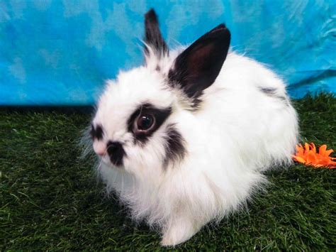 9 Bunny Breeds That Are Too Cute for Words