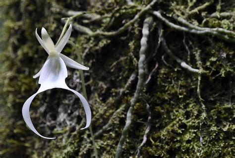 11 Enchanting Quirks of the Rare Ghost Orchid