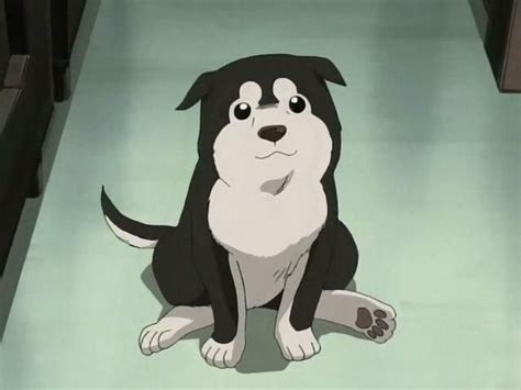 Cutest dog in Anime | Fullmetal alchemist, Fullmetal alchemist brotherhood, Anime