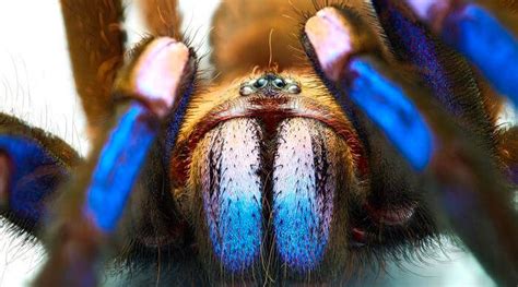 New electric blue tarantula species discovered in Thailand - ScienceBlog.com