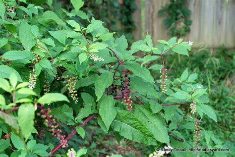 Pokeweed, American (Phytolacca americana): The Jekyll and Hyde Plant ...