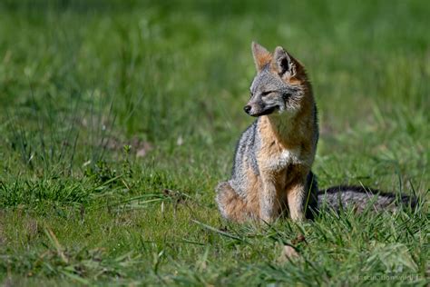 Point Reyes Wildlife - Fascination Wildlife