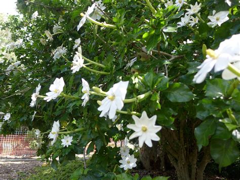 Gardenia thunbergia | In full bloom in Brisbane's botanic ga… | Flickr