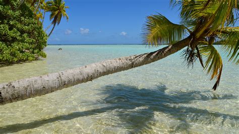 Beach with Coconut Trees · Free Stock Photo