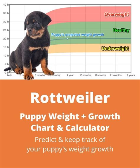 Male Rottweiler Weight Chart