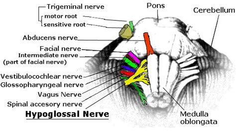 Notez On Nursing....: Hypoglossal Nerve (CN XII)