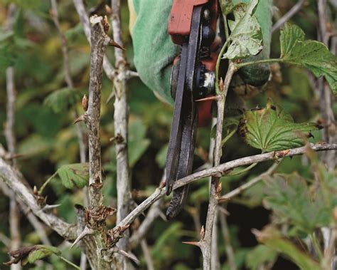 How to do gooseberry pruning for a big harvest | Gardeningetc