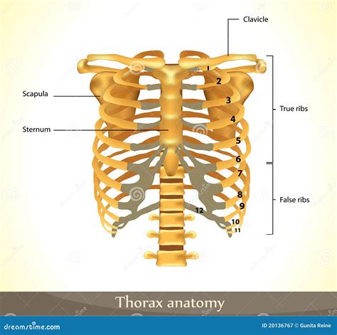 Thorax anatomy stock vector. Illustration of black, marrow - 20136767