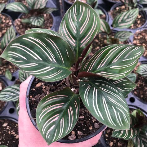 Calathea ornata - Pinstripe Prayer Plant (4.5" Pot) | Little Prince To Go