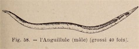 dictionnaire horticulture en images - Dictionnaire images horticulture - 0097 Anguillule male ...