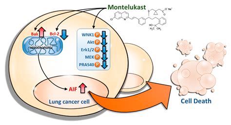 IJMS | Free Full-Text | Montelukast Induces Apoptosis-Inducing Factor-Mediated Cell Death of ...