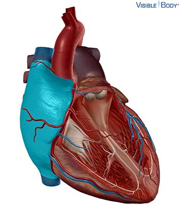 Glossary of the Circulatory System | Learn Circulatory Anatomy