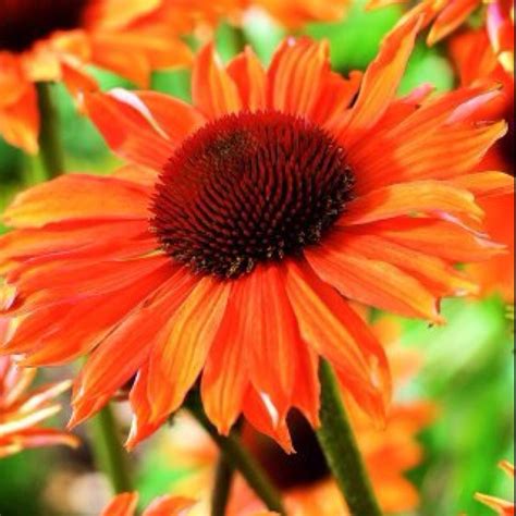 Orange Coneflower....beautiful !!! | Garden center, Florists review, Flower garden