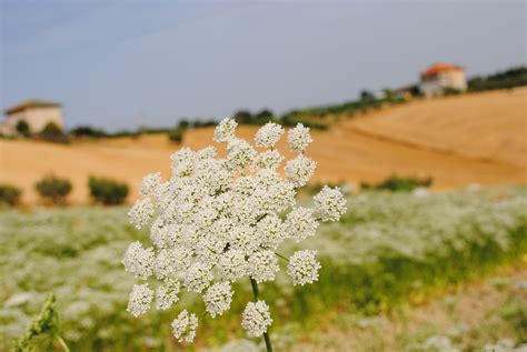 Anisette, a tasty liqueur worth indulging - Drink Italian