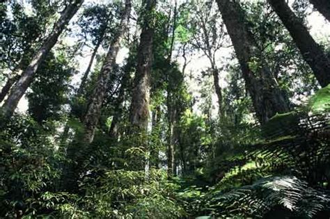 North Island conifer-broadleaf forest – Natural environment – Te Ara ...