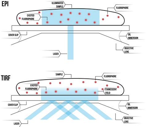 Capsid Constructors