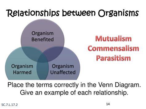 [DIAGRAM] Chart Describing The Relationship Between Producers Consumers ...