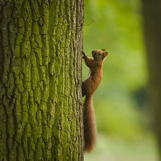 Little climber | Young red squirrel (Sciurus vulgaris) climb… | Flickr