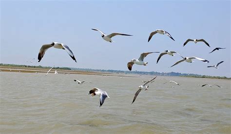 Monsoon migratory birds not spotted in Chilika Lake, say ornithologists ...