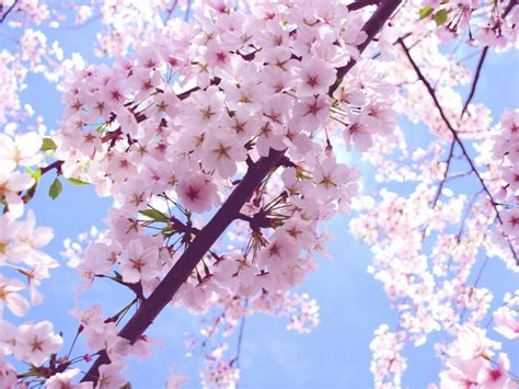 Cherry Blossom Background (68+ images)