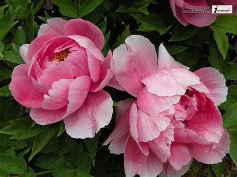 peony flower - Google Search Big Flowers, Amazing Flowers, Beautiful Flowers, Exotic Flowers ...