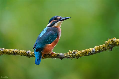 Kingfishers shot with the new 200-600 G and Sony A7III | sonyalpharumors