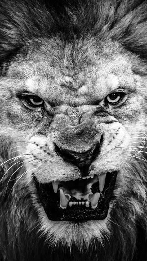 Dark Fierce Lion Face Macro iPhone 8 Wallpapers Free Download