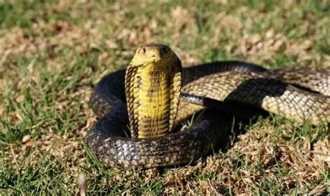 10 Different Types of Cobras (With Pictures) - AnimalStart