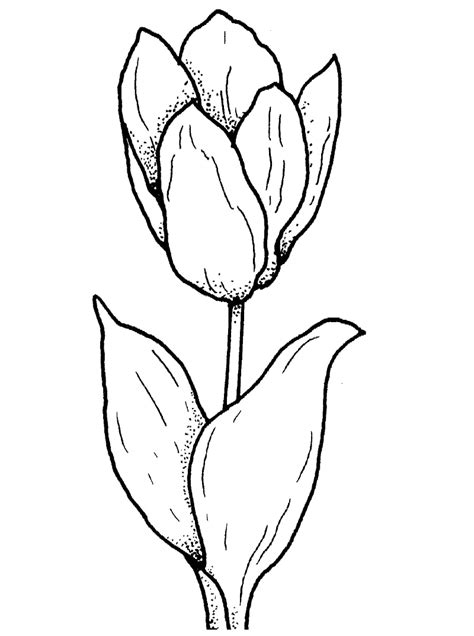 Tulipa 1 para colorir Okay Gesture, 1, Florists, Online Coloring, Tulips, Drawings, Tulip Fields ...