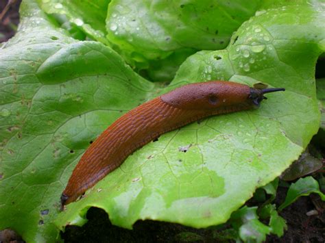 How To Get Rid Of Slugs