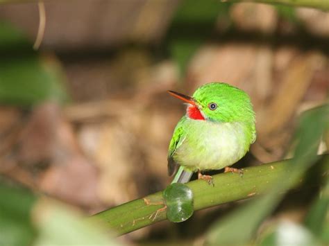 Beauty of Nature : Todus Todus (The Jamaican Tody)