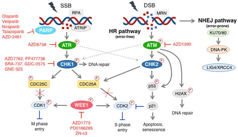 Cells | Free Full-Text | Novel Therapeutic Approaches with DNA Damage Response Inhibitors for ...