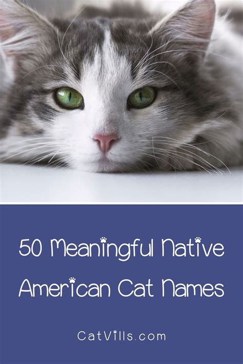 Native American Cat Names | Cat names, Cats, Cute cats and kittens pictures