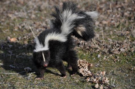 Pet Skunk Learning to Play with Kitten Sibling Is Both Fascinating and Adorable - PetHelpful News