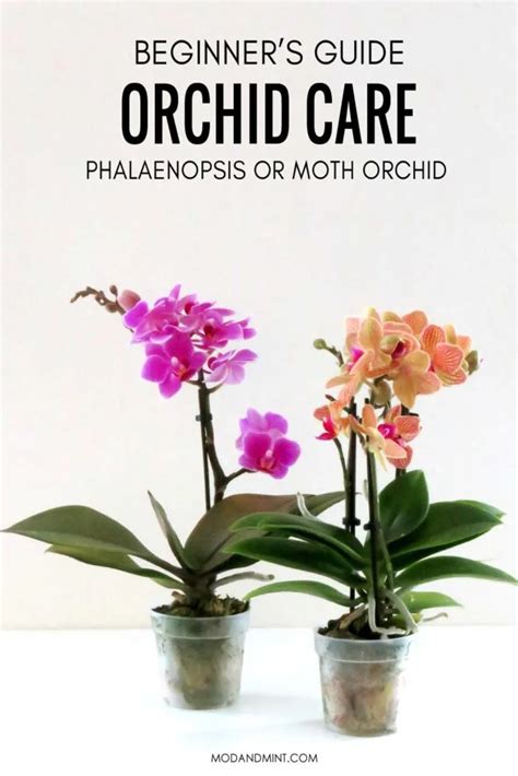 Phalaenopsis Orchid Care for Beginners