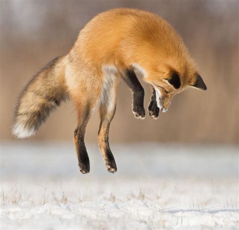 Fox jumping by Maxime Riendeau | Fox pictures, Pet fox, Fox breeds