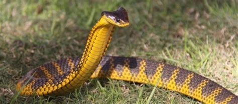 Meet the Lethal Tiger Snake | Critter Science