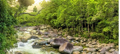 emmagen-creek - Visit Daintree Rainforest