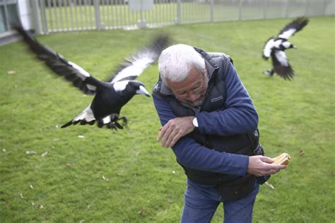 'Australia's most aggressive magpies' wreak havoc in Parliament | The ...