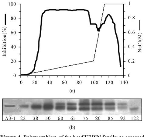 Figure 1 from New Caspases’ inhibitors belonging to the serpin superfamily: A novel key control ...