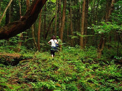 10 Questions You May Have About Aokigahara, Japan's Suicide Forest