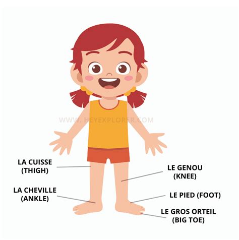 French Body Parts: 80+ Words to Add to Your Vocabulary