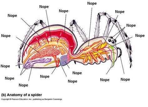 Proper anatomy of the Spider | Proper Anatomy | Know Your Meme