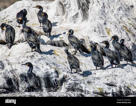 Halifax Island African Penguin Breeding Site 100m from main land ...