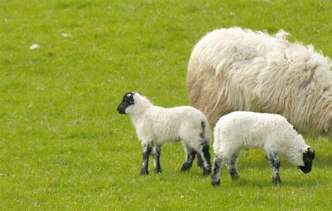 Lambs of the World: 46 Lamb Types | TasteAtlas